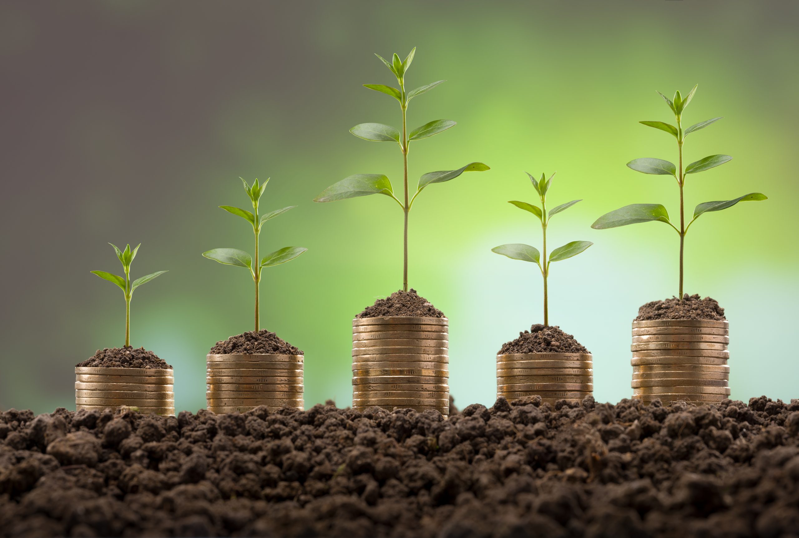 Young plants on stacks of coins. Growth and development concept